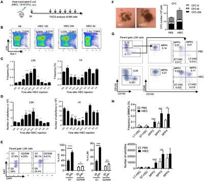 Bacteria-Induced Acute Inflammation Does Not Reduce the Long-Term Reconstitution Capacity of Bone Marrow Hematopoietic Stem Cells